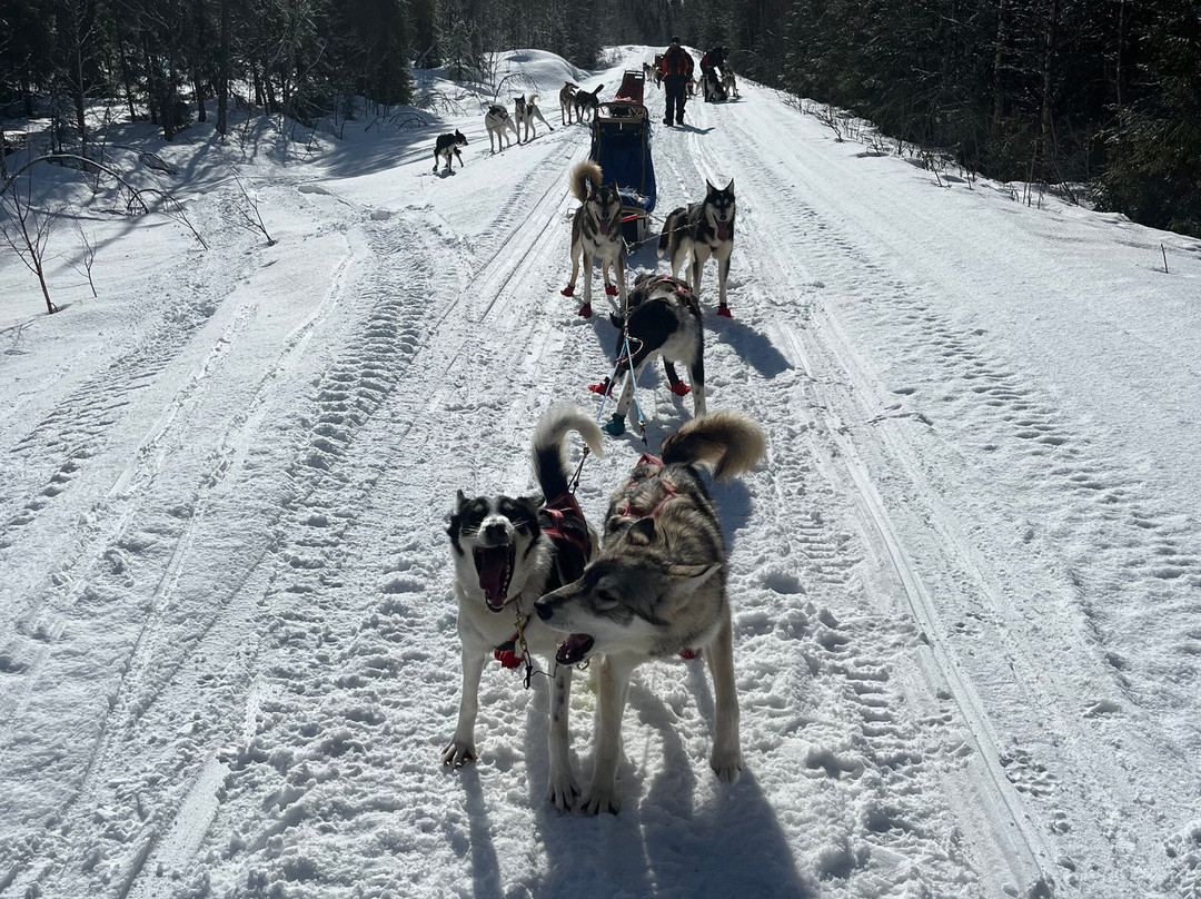 Petter Karlsson Sleddogs-Slussfors必去景点
