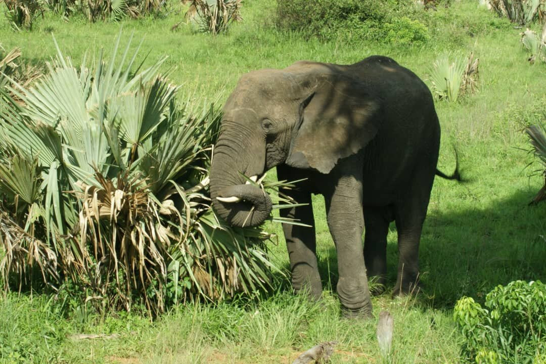 Northern Nature Safaris-Gulu必去景点