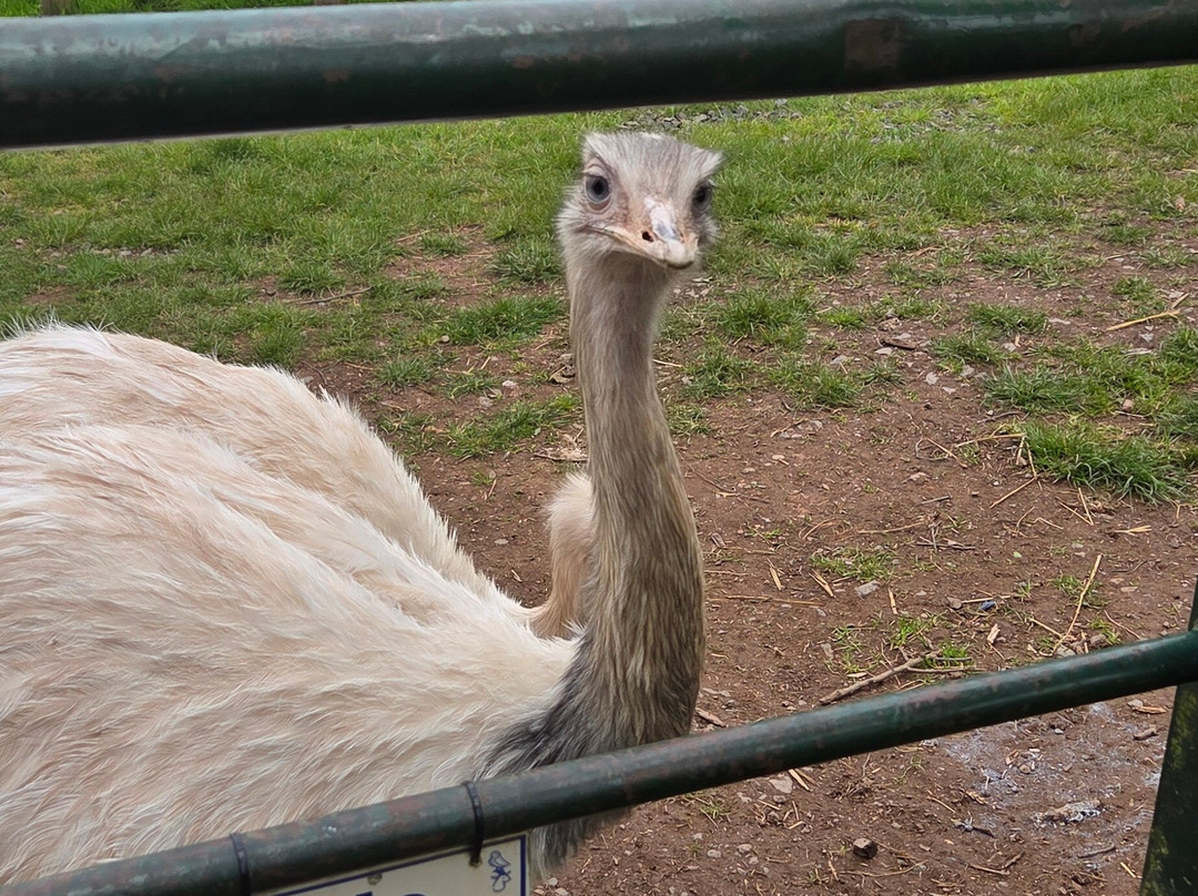 Small Breeds Farm Park-Kington必去景点