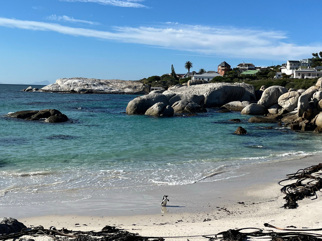 Boulders Beach Penguin Colony-西门镇必去景点