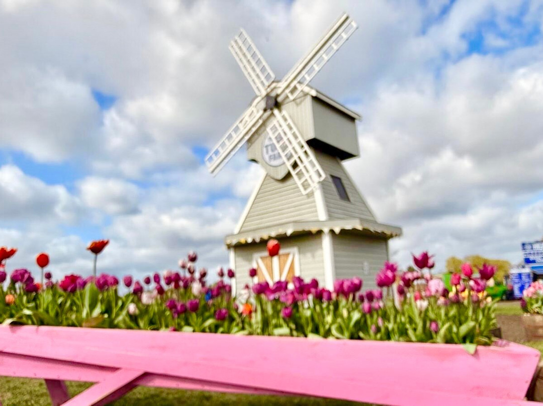 Tulleys Tulip Fields - Hertfordshire-圣奥尔本斯必去景点