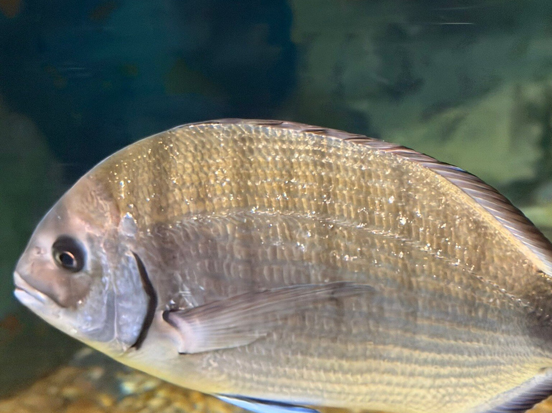 Almunecar Aquarium-阿尔穆涅卡尔必去景点