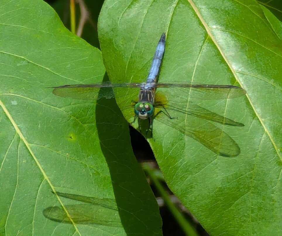 Black Bayou Lake National Wildlife Refuge-门罗必去景点