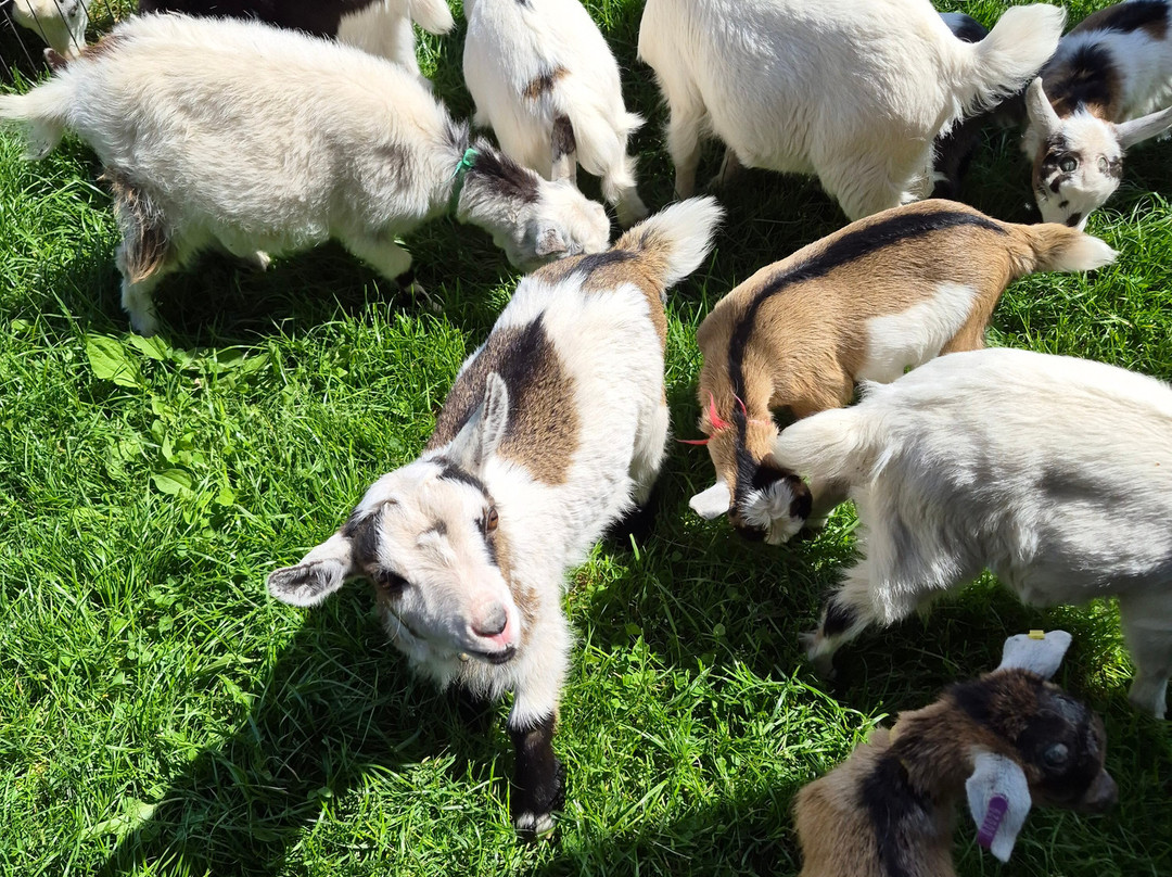 Blackwater Alpacas & Pygmy Goats-布伦特里必去景点
