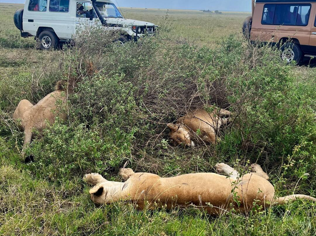 African Delight Safari-莫西必去景点
