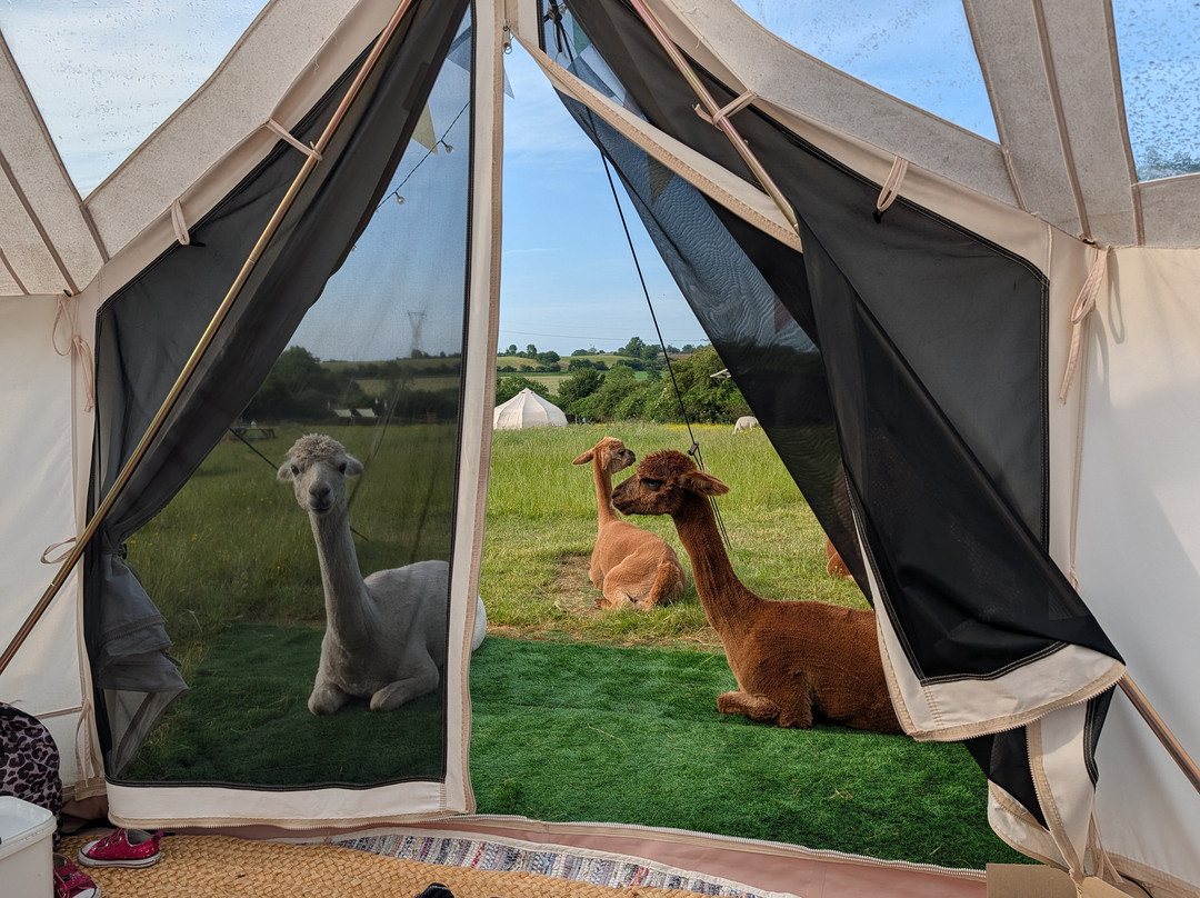 Tickhill Alpacas-Tickhill必去景点
