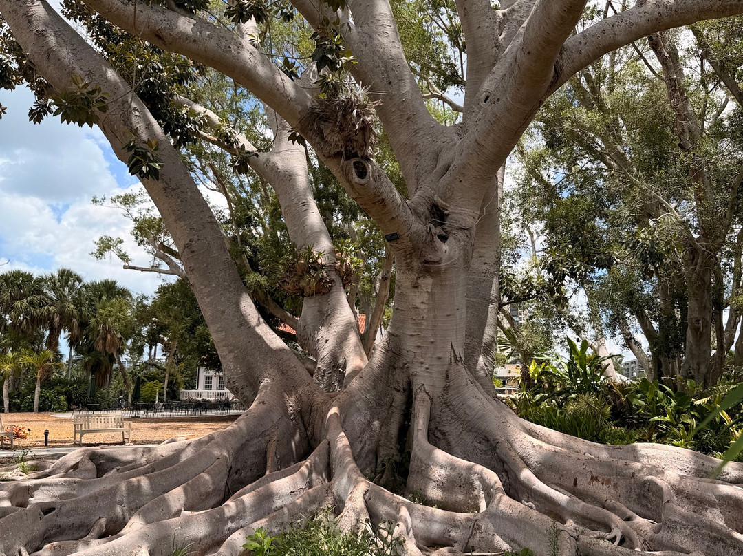 Marie Selby Botanical Gardens-萨拉索塔必去景点