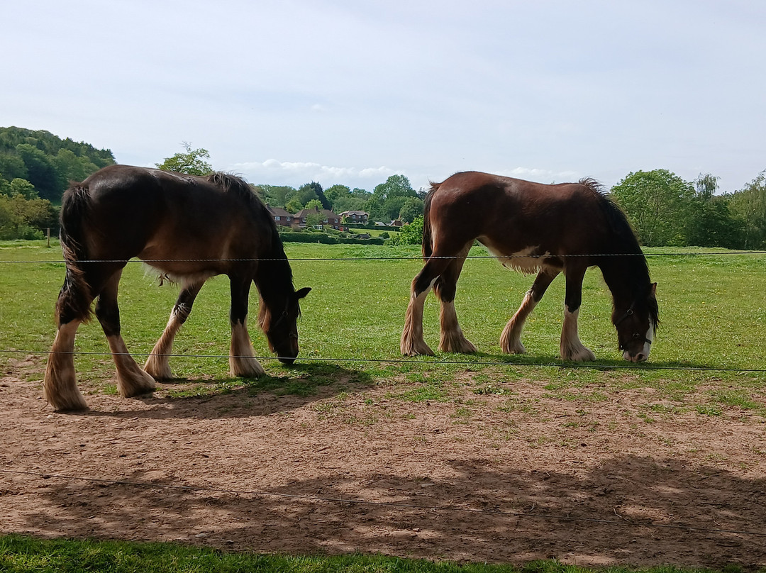 Cotebrook Shire Horse Centre-Cotebrook必去景点