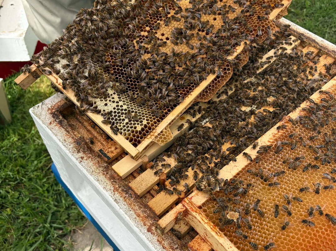 The Bee Centre-乔利必去景点