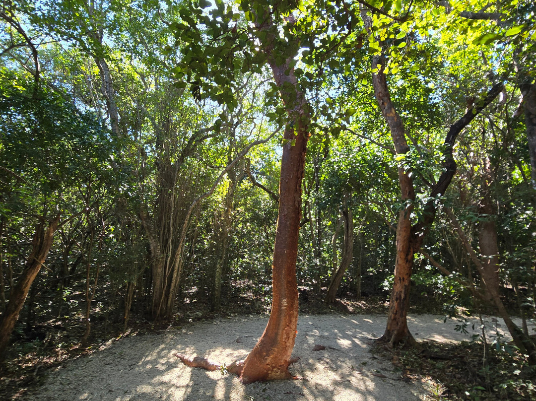 Windley Key Fossil Reef Geological State Park-伊斯拉摩拉达必去景点
