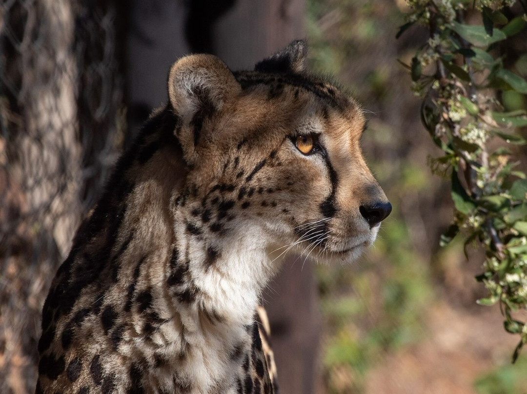 Ann van Dyk Cheetah Centre-哈特比斯普特必去景点