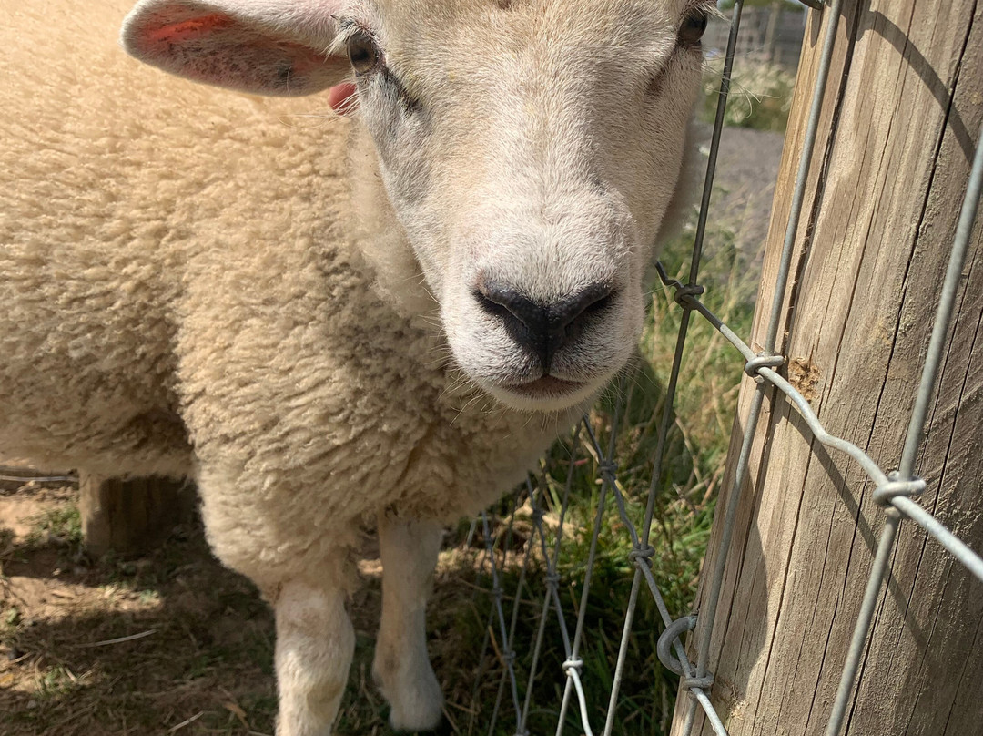 Hopefield Animal Sanctuary & Visitor Centre-布伦特伍德必去景点