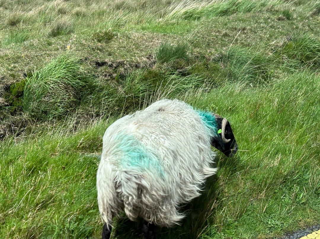 Small Escorted Tours Of Ireland-基尔肯尼必去景点