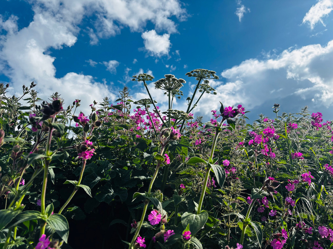 RSPB Bempton Cliffs-Bempton必去景点