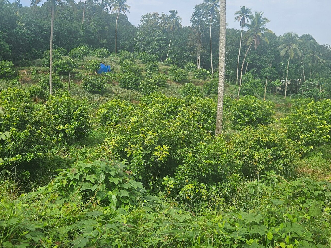 Jungle Bird Homestay主图