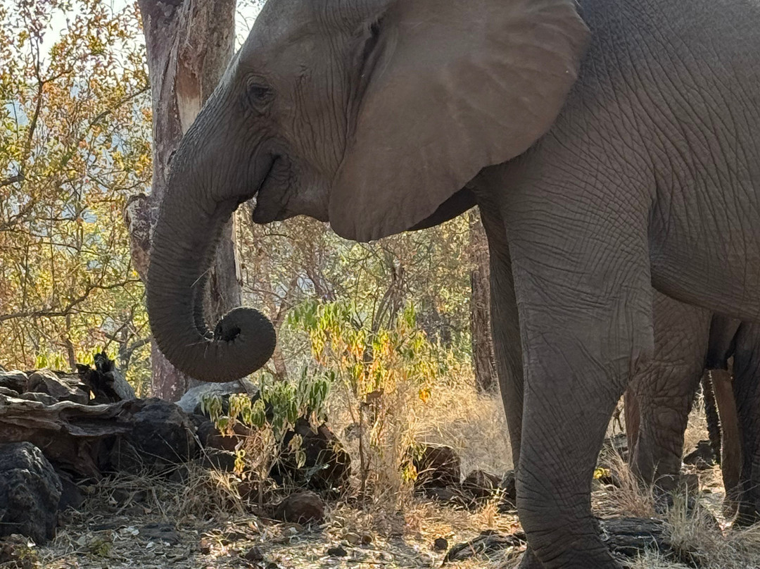 Wild Horizons Elephant Sanctuary-维多利亚瀑布必去景点