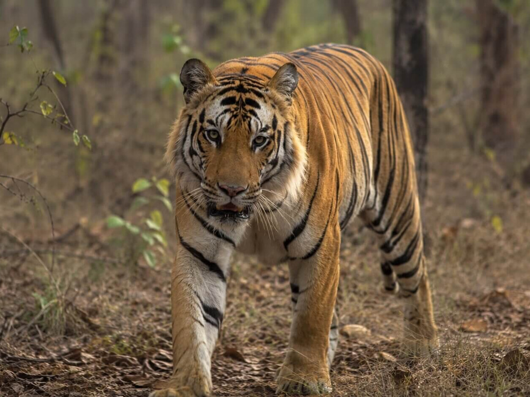 Bandhavgarh National Park-Bandhavgarh National Park必去景点