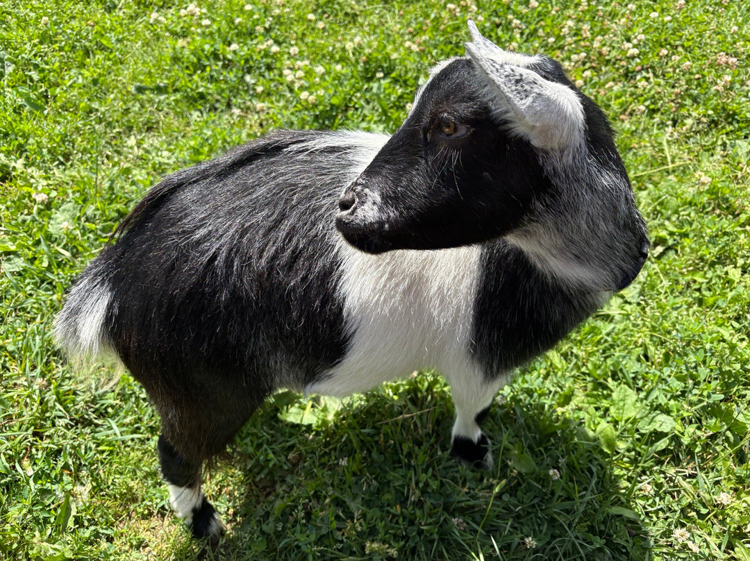 Udderly Ridiculous Farm Life-Blandford-Blenheim必去景点