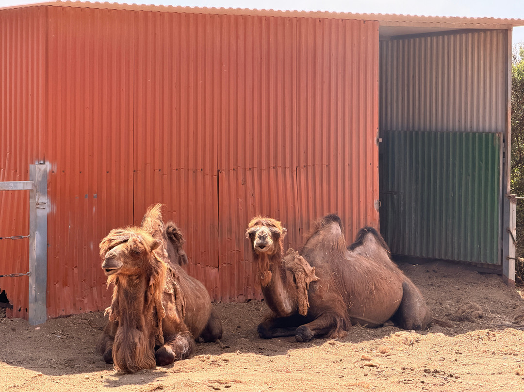 Pafos Zoo-帕福斯必去景点