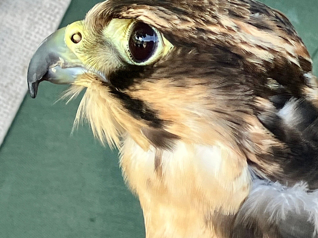 Settle Falconry