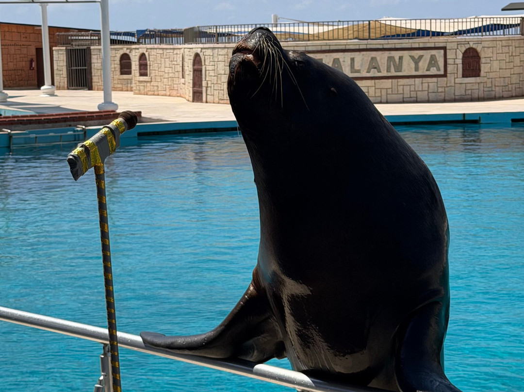 Sealanya Dolphinpark Seapark-蒂尔克莱尔必去景点