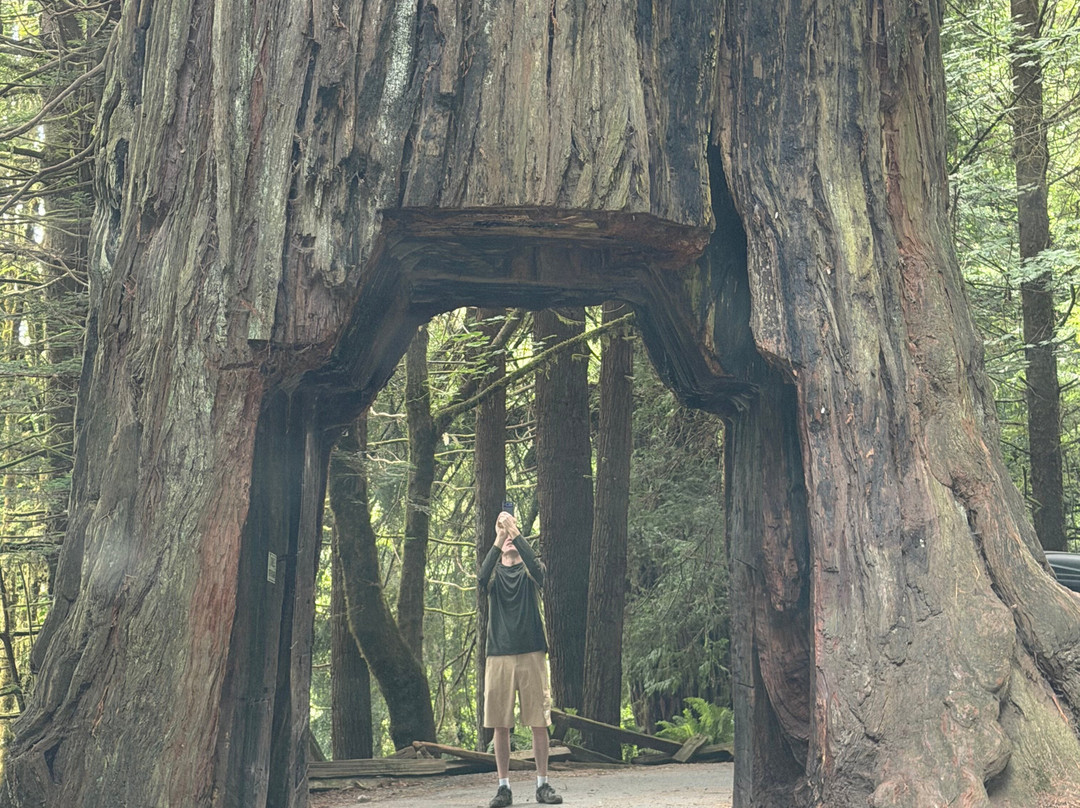 Tour-Thru Tree-克拉马斯必去景点
