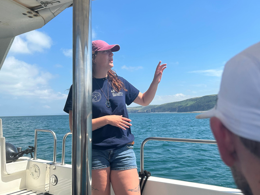 Dolphin Survey Boat Trips-纽基必去景点