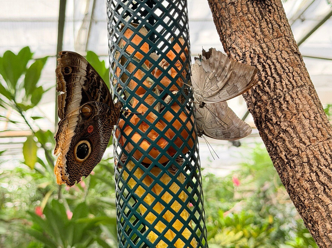 Butterfly Pavilion-威斯敏斯特必去景点