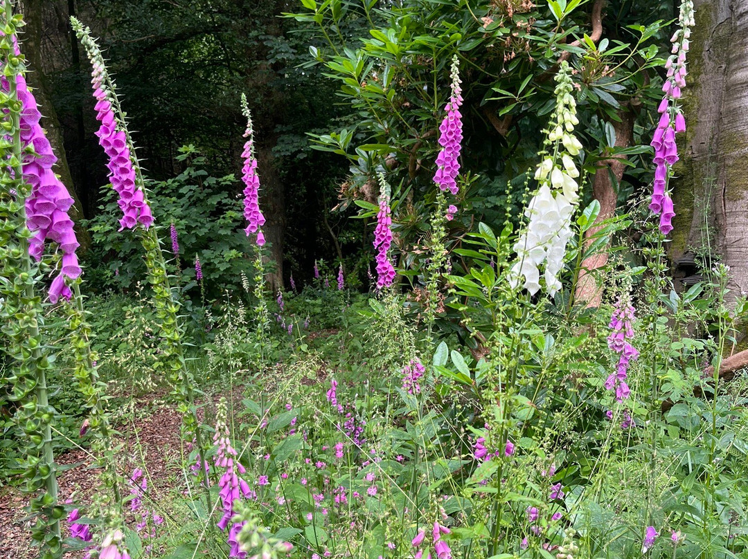 Arbigland House and Gardens-邓弗里斯必去景点