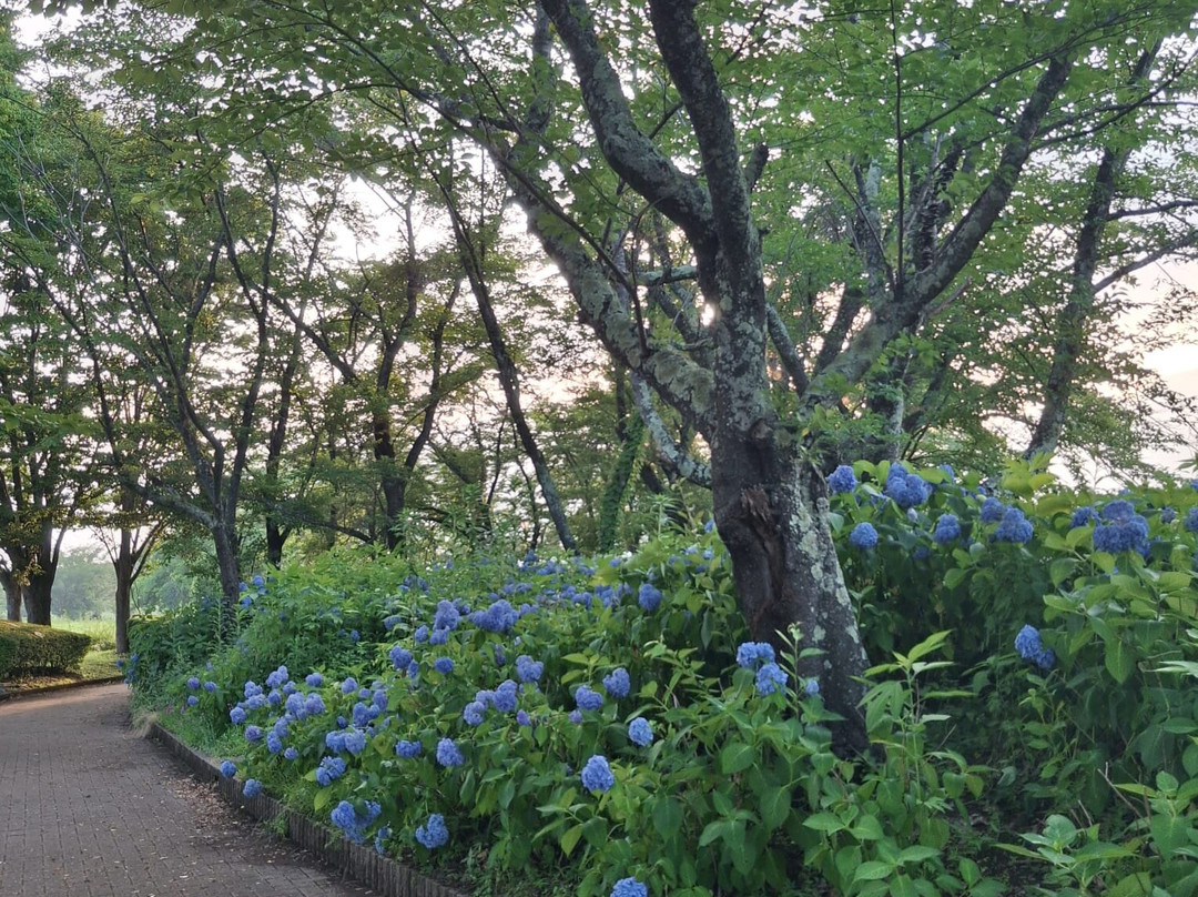 Yagizaki Park-富士河口湖町必去景点