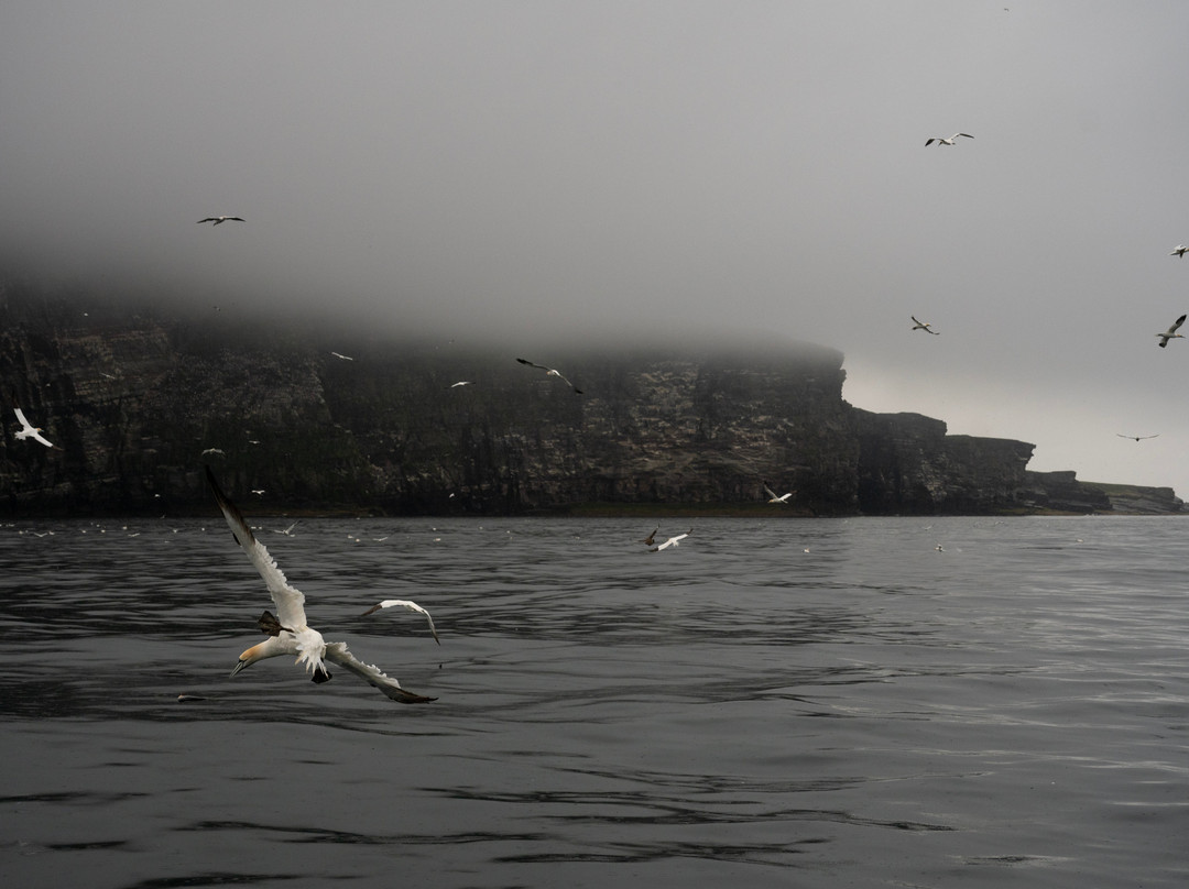 Seabirds and Seals - The Original Noss Boat Tours-Lerwick必去景点