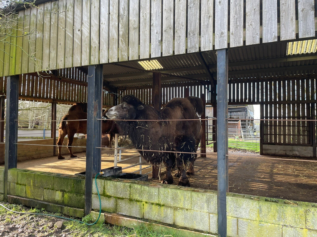 Hamerton Zoo Park-Sawtry必去景点