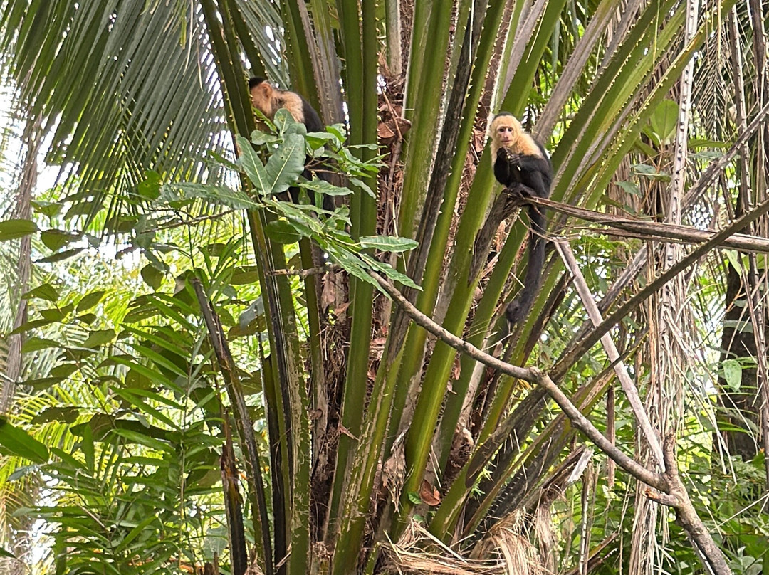 Monkey Mangrove Tour-克波斯必去景点