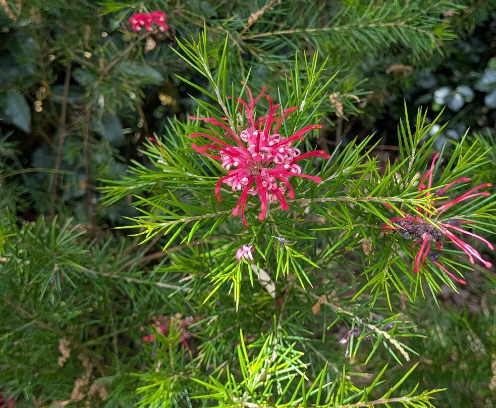 Abbotsbury Subtropical Gardens-Abbotsbury必去景点
