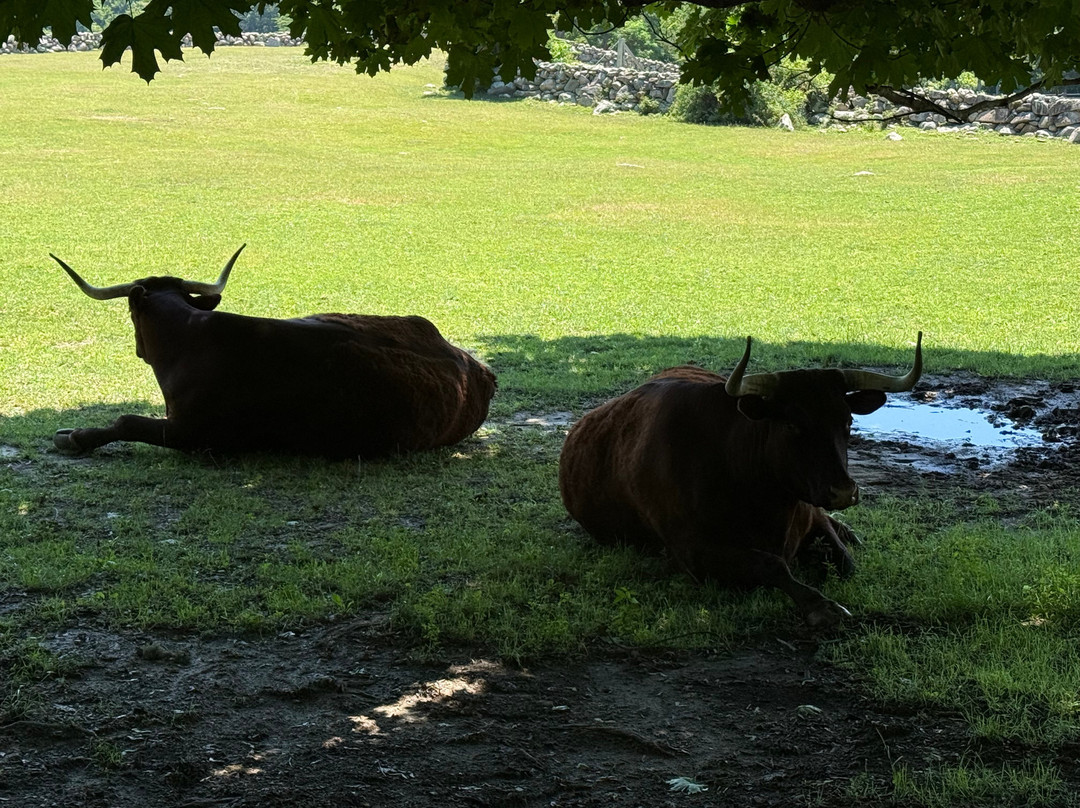 Martha's Vineyard Tours and Excursions-Vineyard Haven必去景点
