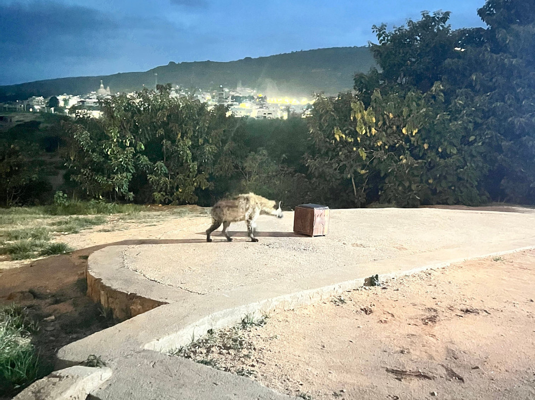 Abdul Harar Tour's-哈勒尔必去景点