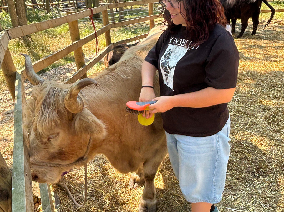 Rhosyn Farm Highland Cattle Experiences-Barton under Needwood必去景点