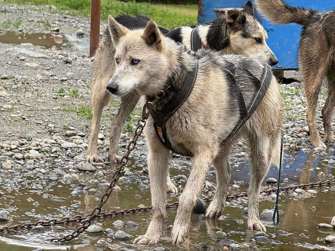 Alaskan Husky Adventures-Willow必去景点
