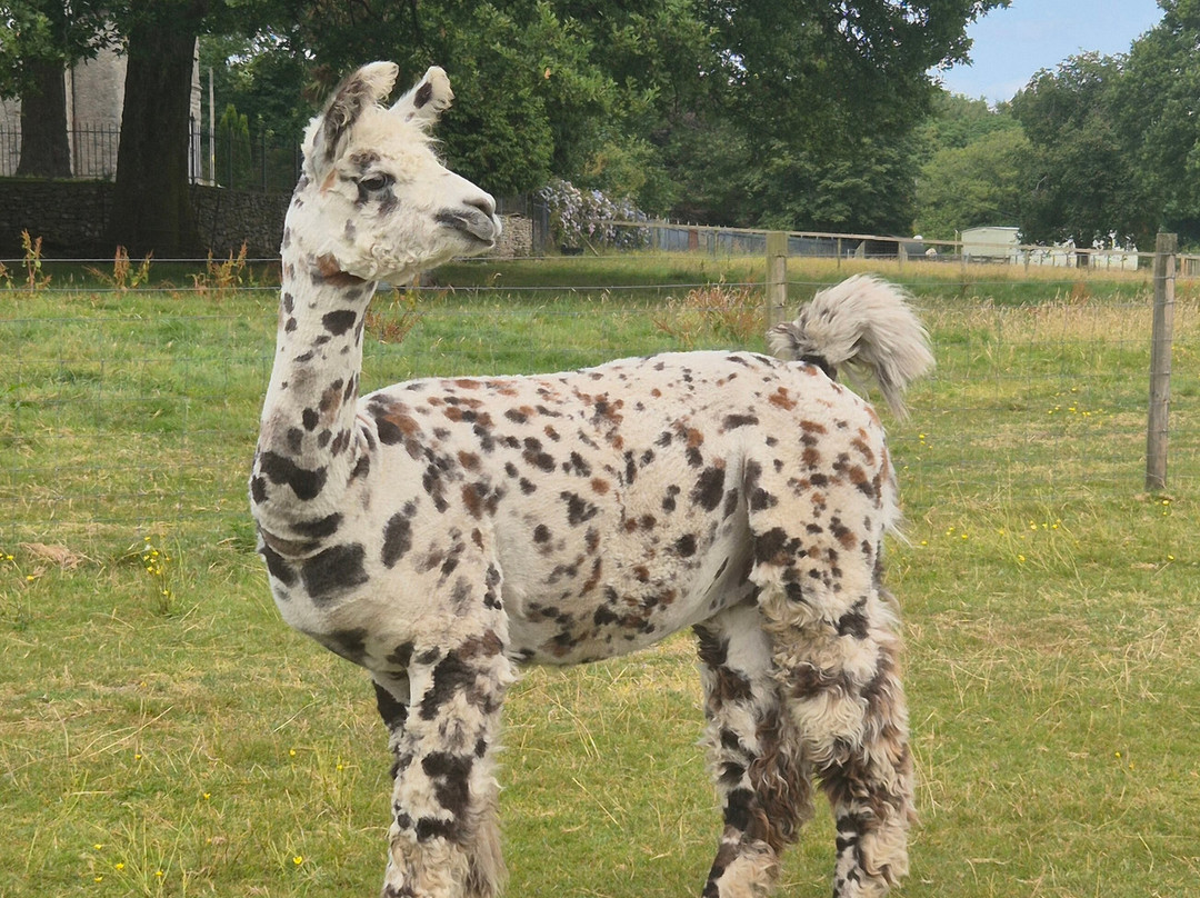 Bardsea Alpacas And Llamas-Bardsea必去景点