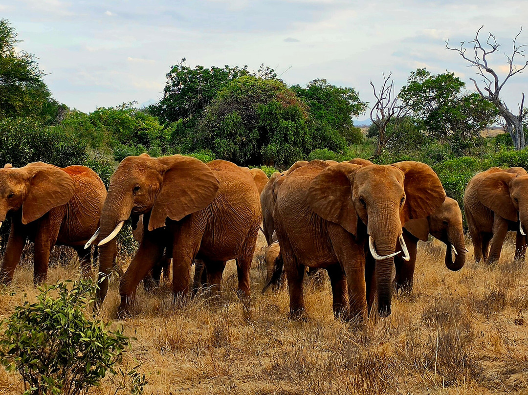 Tsavo East National Park-查佛必去景点