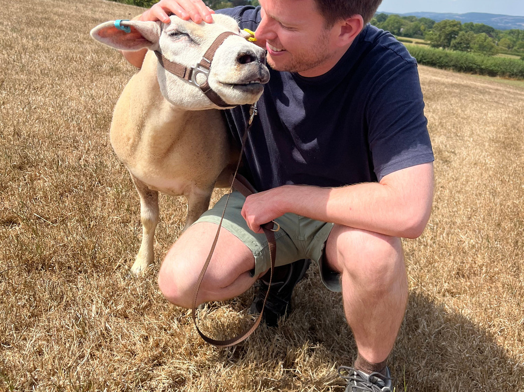 Somerset Sheep Trekking-Pitminster必去景点