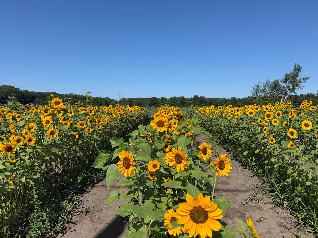 Bremer Produce U-Pick Flower Farm-Hudsonville必去景点