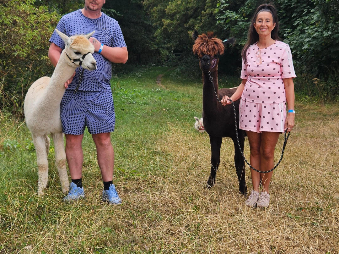Charnwood Forest Alpacas-Boundary必去景点