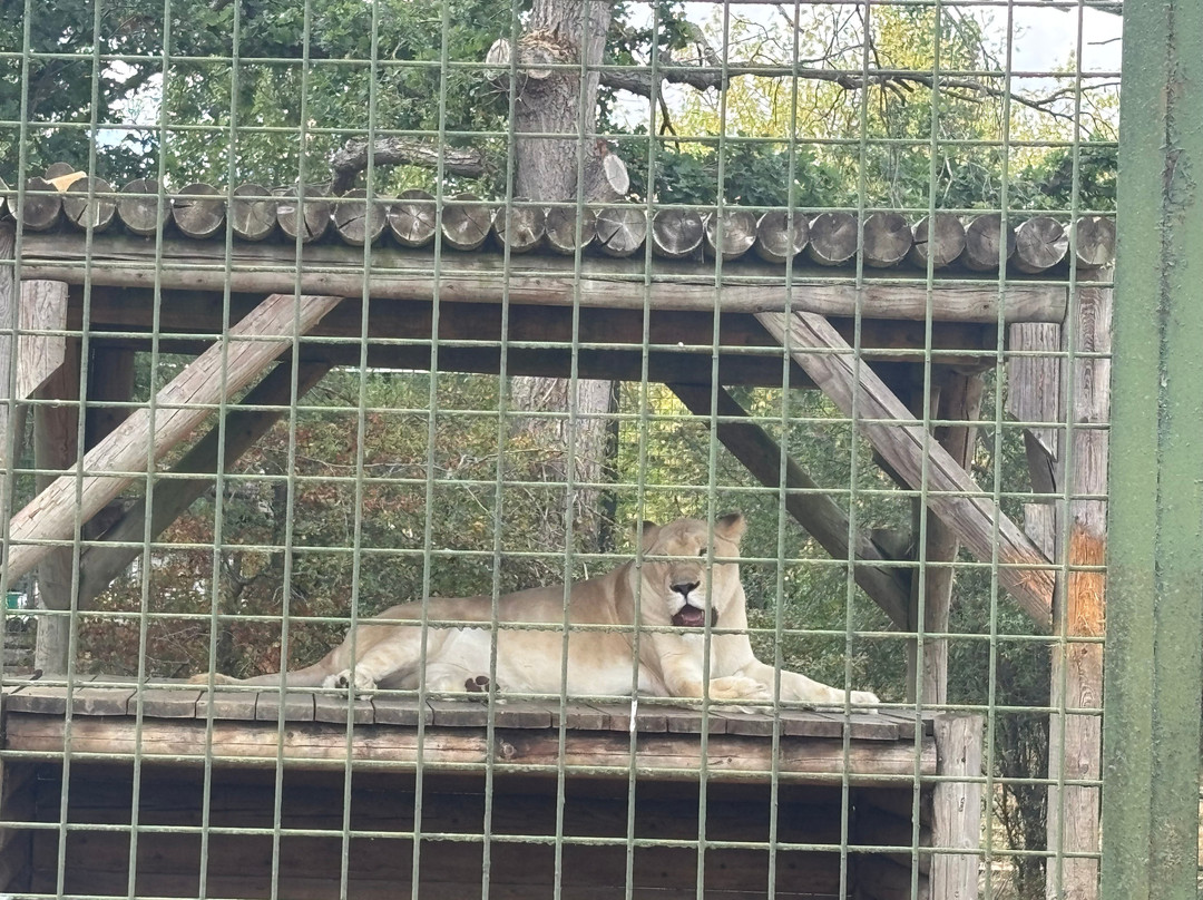 The Big Cat Sanctuary-Smarden必去景点
