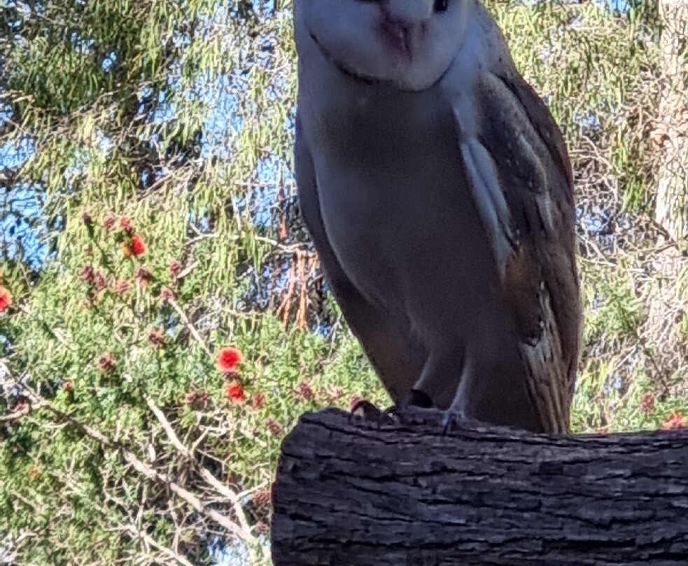 Capes Raptor Centre-玛格丽特河必去景点