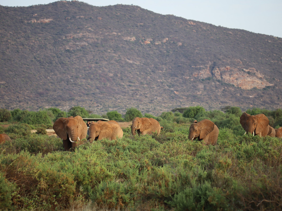 Samburu National Reserve-内罗毕必去景点