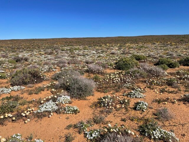 Tankwa Karoo National Park-Calvinia必去景点