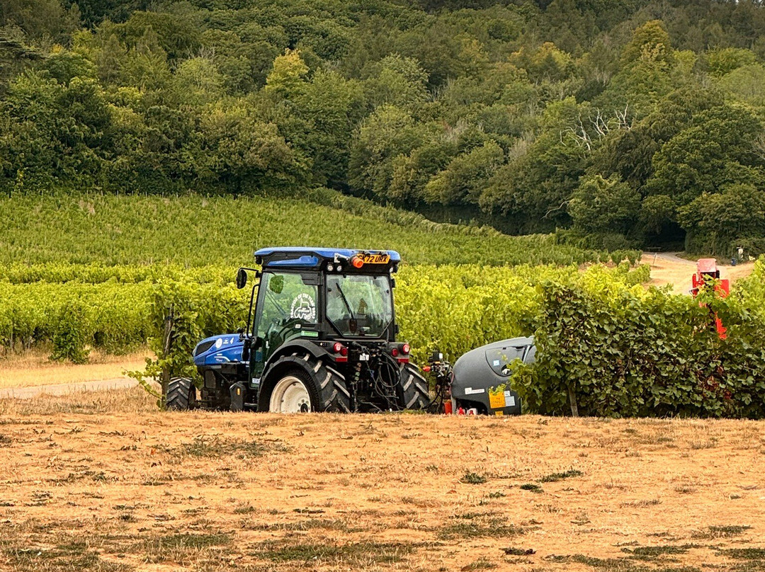 Denbies Wine Estate Ltd-多肯必去景点