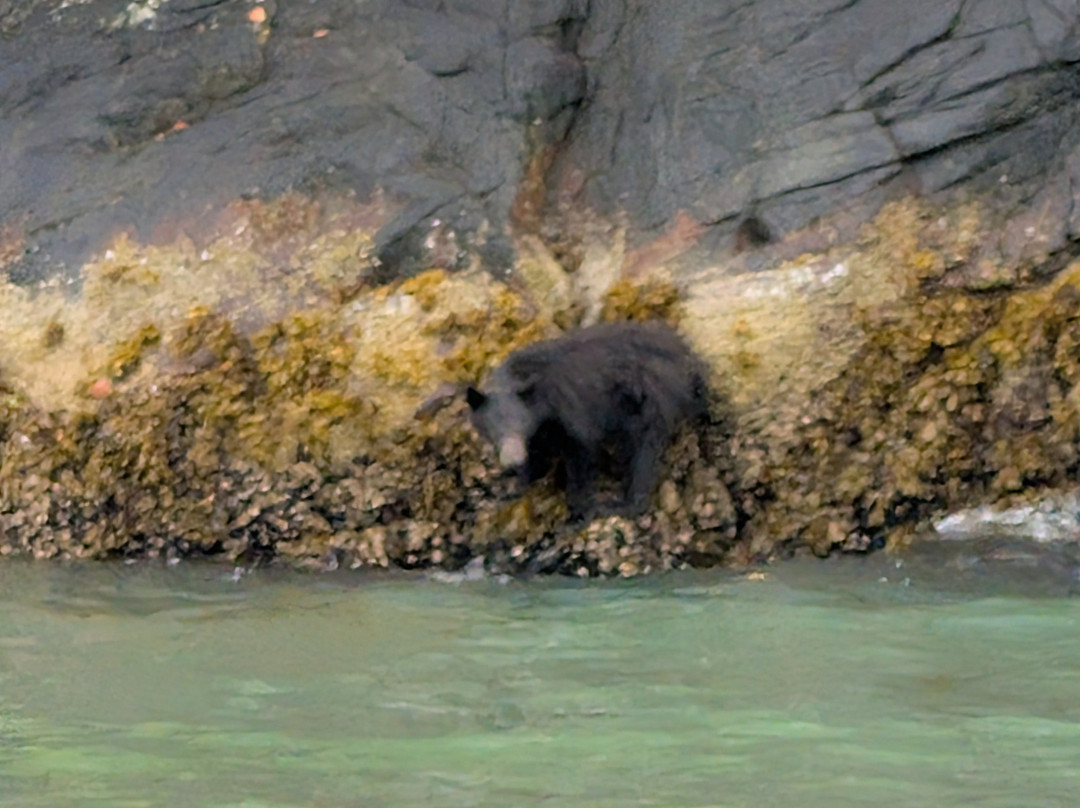 Tide Rip Grizzly Tours-Telegraph Cove必去景点