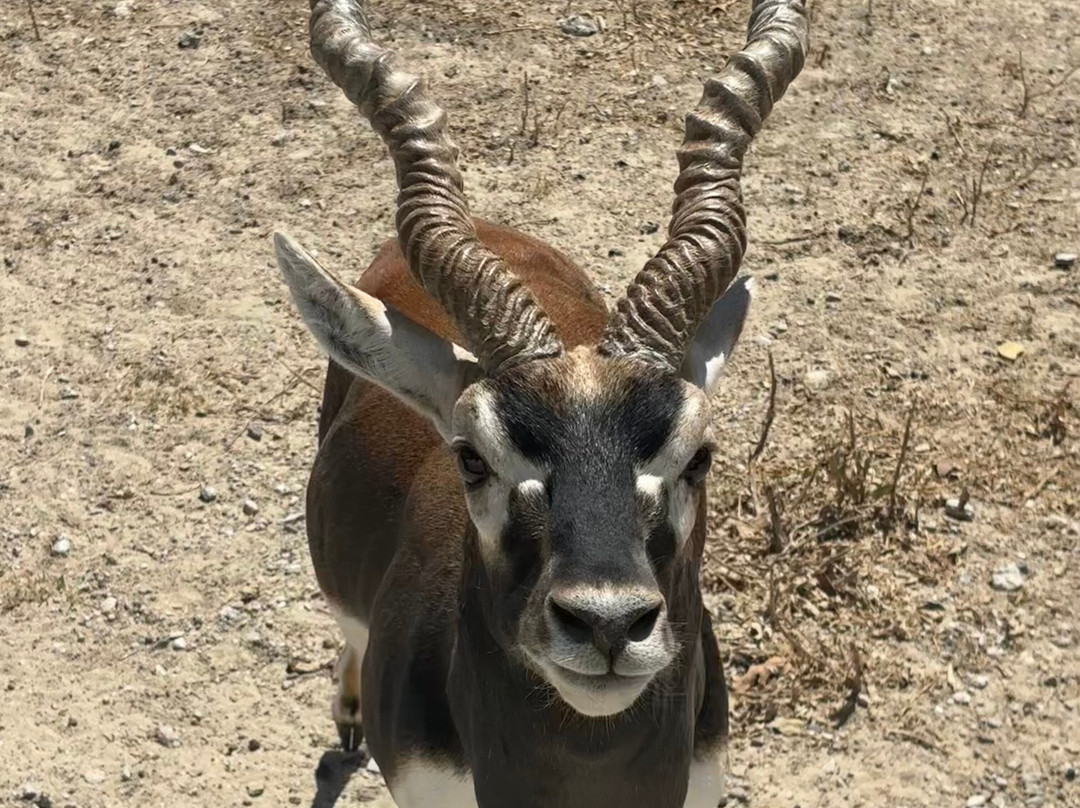 Texas Zoofari Park-Kaufman必去景点